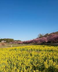 image 23 Yellow Spring Road Japan: A Complete Guide to Japan’s Most Enchanting Scenic Route
